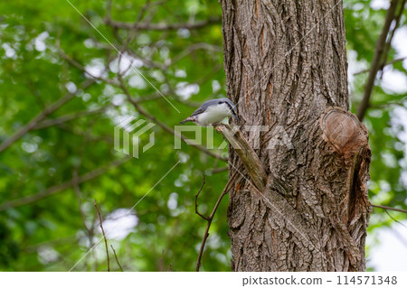 White-rooked goose-cut 114571348