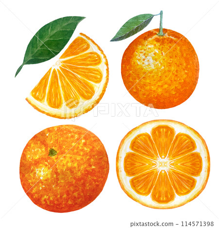 Orange fruit whole, cut in half, slice watercolor set isolated on white background. High quality hand drawn art for food design, packages, restaurant menu, natural organic food, label, logo and decor 114571398