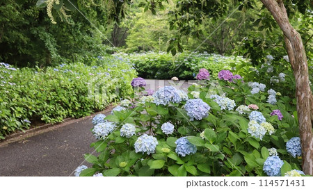 開花在公園的八仙花屬 開花在公園的八仙花屬 114571431