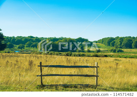 View of Richmond Park in British countryside View of Richmond Park in British countryside 114571482