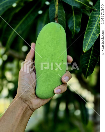 Left hand holding a mango. Green mango on tree. A bunch of mango with blur leaf background. 114571540