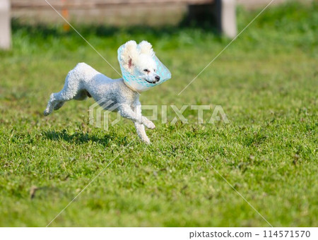 貝利，一隻玩具貴賓犬，戴著伊麗莎白項圈接受康復治療♡ 114571570