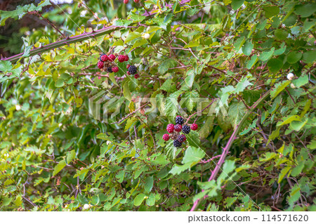 科茨沃爾德的景色,英格蘭美麗的郊區 科茨沃爾德的景色,英格蘭美麗的郊區 114571620