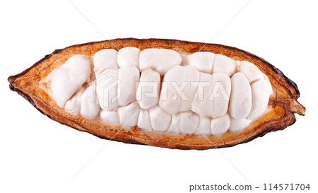 Fresh cacao fruits isolated on white background. Dark red cocoa pods. Clipping path. Fresh cacao fruits isolated on white background. Dark red cocoa pods. Clipping path. 114571704