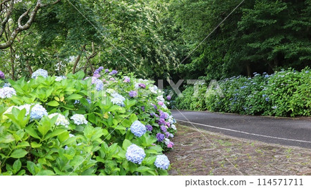 開花在公園的八仙花屬 114571711