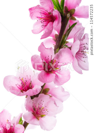 Peach flowers isolated on white background. Nectarine branch with pink flowers. Peach flowers isolated on white background. Nectarine branch with pink flowers. 114572235