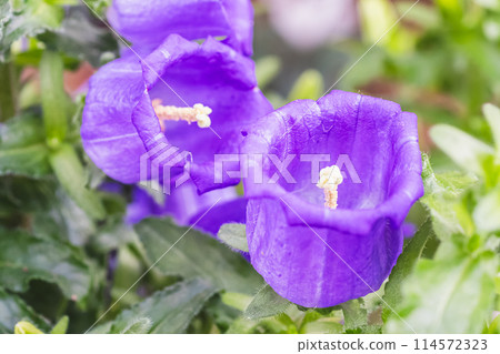 風鈴 風鈴 114572323