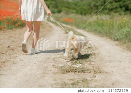 woman with dog. Happy woman walking with white dog the road along a blooming poppy field on a sunny day, She is wearing a white dress and a hat. On a walk with dog 114572329