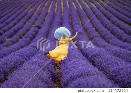 A middle-aged woman in a lavender field walks under an umbrella on a rainy day and enjoys aromatherapy. Aromatherapy concept, lavender oil, photo session in lavender 114572364