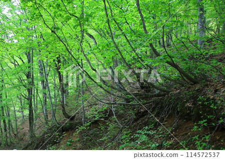 Shirakami Mountains, fresh greenery, Aomori Prefecture 114572537