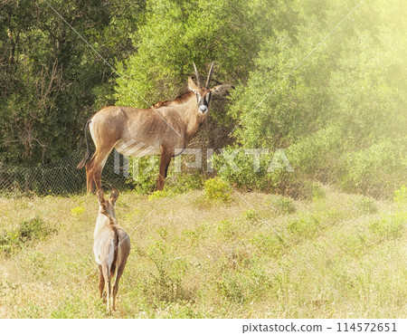 Wild Impala antelope on the Safari park, France. Wild Impala antelope on the Safari park, France. 114572651