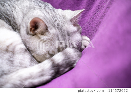 scottish straight cat is sleeping. Close-up of a sleeping cat muzzle, eyes closed. Against the background of a purple blanket. Favorite Pets, cat food. scottish straight cat is sleeping. Close-up of a sleeping cat muzzle, eyes closed. Against the background of a purple blanket. Favorite Pets, cat food. 114572652