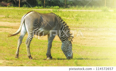 Plains zebra (Equus quagga, formerly Equus burchellii), also known as the common zebra 114572657