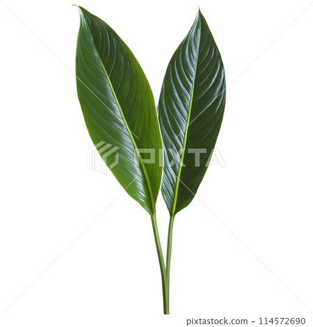 Peace lily leaf elongated oval leaf with glossy dark green surface and white midrib Spathiphyllum 114572690