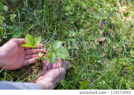 Spring shoots of strawberries. Strawberry seedlings. A young sprout of strawberry. Growing strawberries. Spring shoots of strawberries. Strawberry seedlings. A young sprout of strawberry. Growing strawberries. 114572693