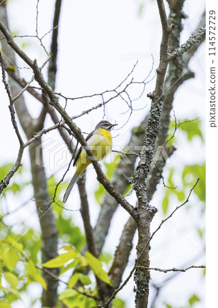 A grey wagtail perched on a tree branch A grey wagtail perched on a tree branch 114572729