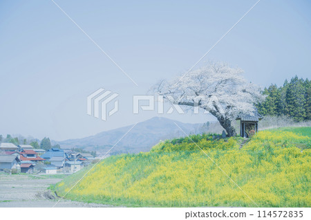 Fukushima Ozawa Cherry Blossoms (Tamura City) 114572835