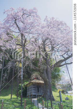 Fukushima: Red weeping Jizo cherry tree (Koriyama City) 114572836