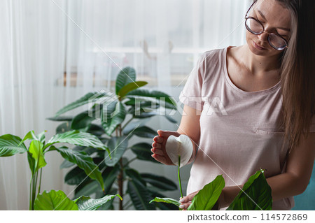 Woman care of houseplants, holding spathiphyllum flower in hands at home 114572869
