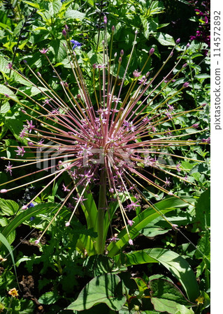 "Allium schuberti" with radially extending stems "Allium schuberti" with radially extending stems 114572892