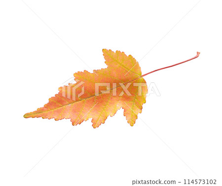 autumn maple leaf isolated on white background. Acer ginnala maple leaf 114573102