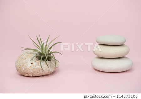 Tillandsia and natural stones stacked on pink background. Tillandsia is a species of bromeliad in the genus Tillandsia. Copy space. 114573103