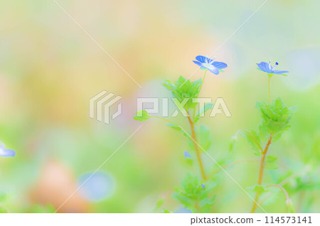 Veronica persica in full bloom in early spring - spring image of wildflowers Veronica persica in full bloom in early spring - spring image of wildflowers 114573141