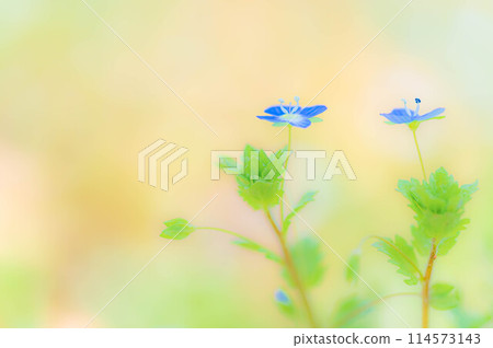 野花的春天形象,早春盛開的巨角鯊。 野花的春天形象,早春盛開的巨角鯊。 114573143