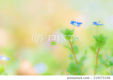 Veronica persica in full bloom in early spring - spring image of wildflowers Veronica persica in full bloom in early spring - spring image of wildflowers 114573146