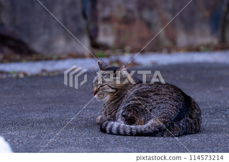 A cat staring at you 114573214