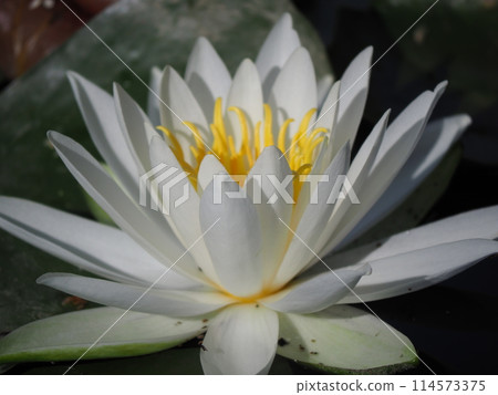 白睡蓮 白睡蓮 114573375