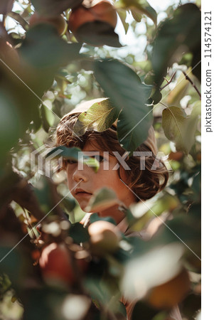 Children in the apple orchard harvesting, child gardening in the rays of the setting sun 114574121