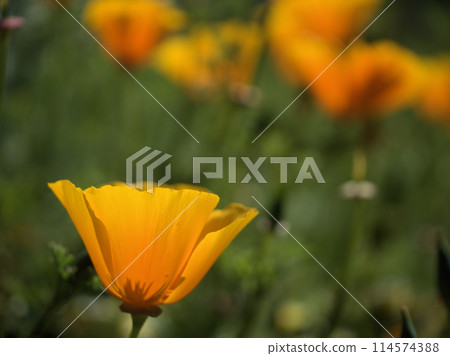 Orange California poppies blooming in May 114574388