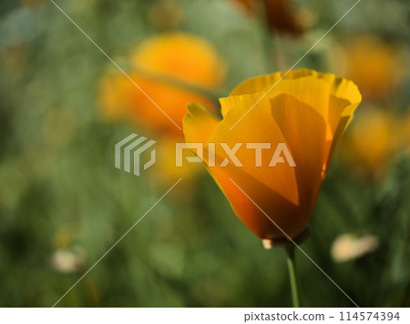 五月盛開的橘色加州罌粟花 114574394