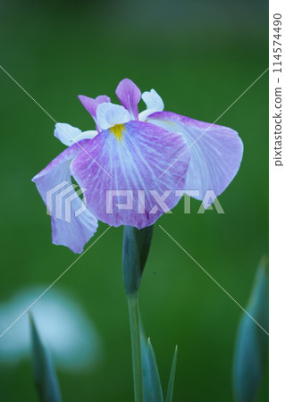 漂亮的花虹膜 114574490