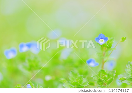 Veronica persica in full bloom in early spring - spring image of wildflowers 114574517