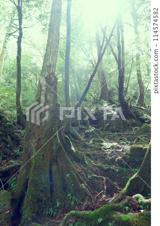 Sunshine and forest trees 114574582