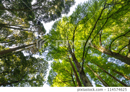 抬頭看著新鮮的綠樹 114574625