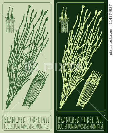 Vector drawing BRANCHED HORSETAIL. Hand drawn illustration. The Latin name is EQUISETUM RAMOSISSIMUM DESF 114574927