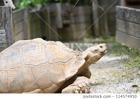 Tortoise walking slowly 114574950