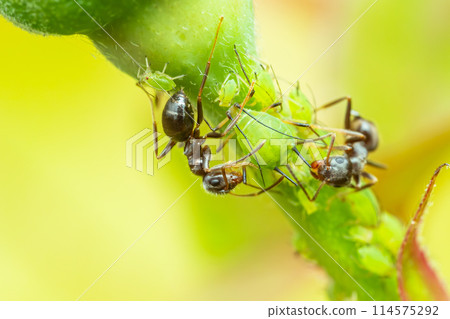 蚜蟲和螞蟻共存 114575292