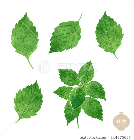 Illustration of herbal medicine / Green shiso Illustration of herbal medicine / Green shiso 114575635