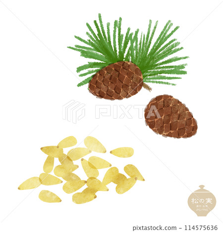 草本插圖/松果和乾松子 草本插圖/松果和乾松子 114575636