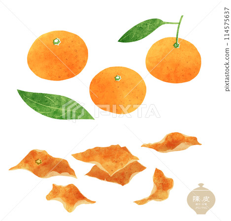 Illustration of herbal medicines / Tangerine and dried tangerine peel 114575637