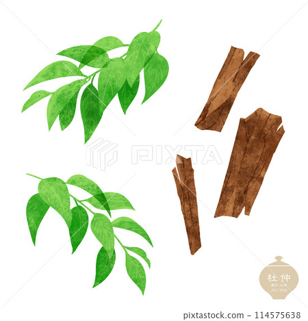 草藥/杜楚枝葉和乾燥樹皮插圖 114575638