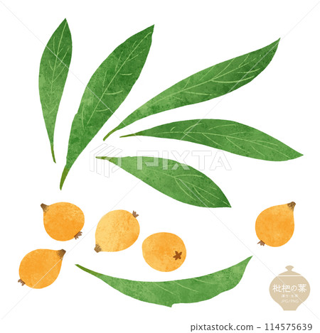 生藥圖/枇杷葉和果實 生藥圖/枇杷葉和果實 114575639