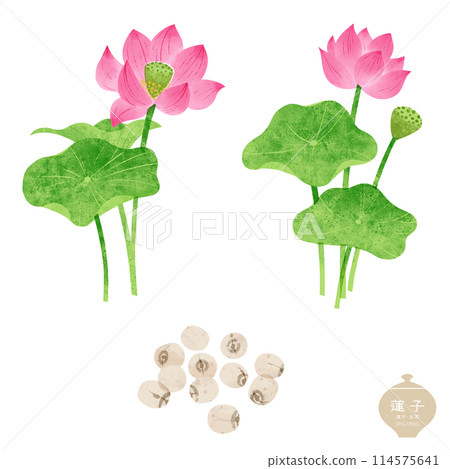Illustration of herbal medicine / lotus flower and lotus seed 114575641