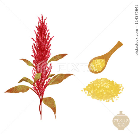 生藥圖解/莧菜/牛膝 114575642