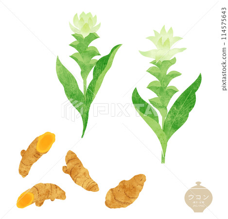 生藥/薑黃花和根的插圖 114575643