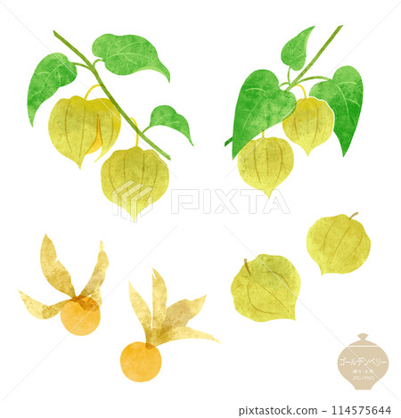 Illustration of herbal medicines: Golden berries and edible ground cherries Illustration of herbal medicines: Golden berries and edible ground cherries 114575644